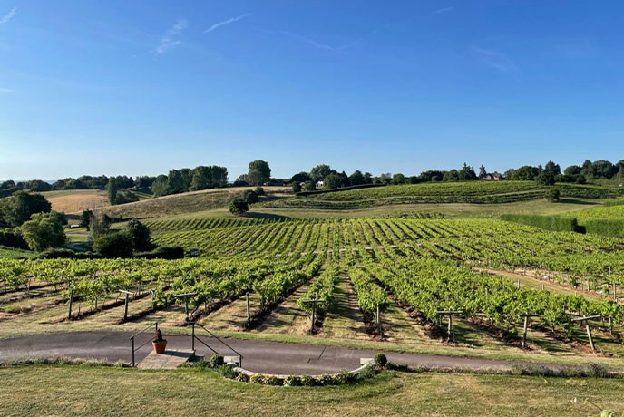 Vineyards in the Cotswolds